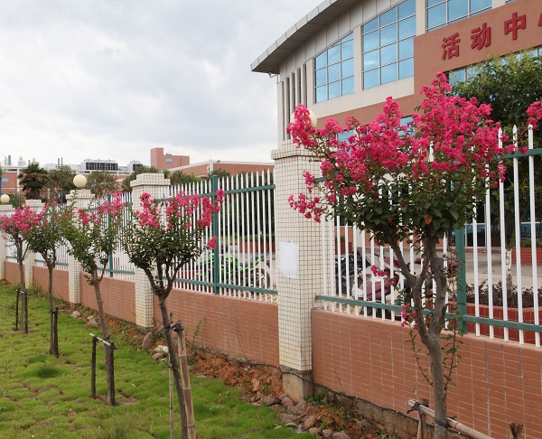 深聯(lián)軟板廠的紫薇花開(kāi)得正美，等你來(lái)